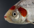 Swimming goldfish profile