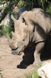 White Rhino White Rhino