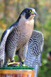 Peregrine Falcon for sports hunting