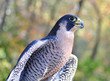 Peregrine Falcon close up