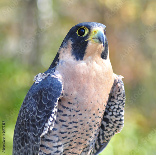 Photo: Peregrine Falcon close up Peregrine Falcon close up