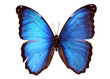 Blue Morpho butterfly (Morpho godarti)