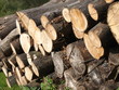 Detail of wood logs from the Champs sur Marne castle, France