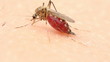 mosquito, close up, sucks blood