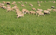 troupeau de moutons