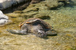Tortue marinne à Kelonia