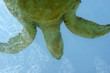 Tortue marinne à Kelonia Tortue marinne à Kelonia