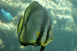 Poisson papillon géant dans un bassin de Kelonia Poisson papillon géant dans un bassin de Kelonia
