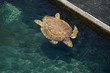 Tortue marinne à Kelonia Tortue marinne à Kelonia