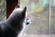 Welpe am Fenster
