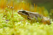 Grasfrosch