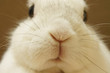 うさぎのアップ