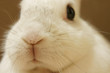 うさぎのアップ