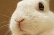 うさぎのアップ
