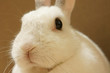 うさぎのアップ