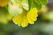 Ginkgo
