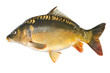 Common carp.Cyprinus carpio. Isolated on white