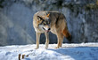 Wolf Wolf