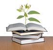 Tree growing from open book Tree growing from open book