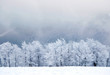 Winter forest