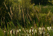 Grass in Evening Light Grass in Evening Light