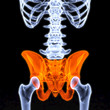 Illustration: pelvis pelvis