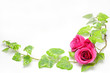 rose and ivy