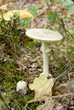 toadstool