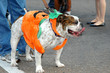 Bull Dog Pumpkin