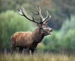 cerf brame cervidé mammifère sauvage animal bois forêt accoup