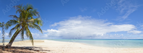 Foto: Palm tree and white sand beach panoramic view Palm tree and white sand beach panoramic view