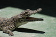 Coccodrillo