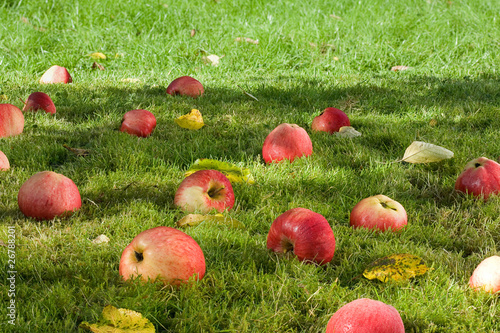 Photo: Fallen appless. Fallen appless.