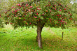 Apple trees orchard Apple trees orchard