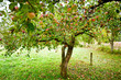 Apple trees orchard Apple trees orchard
