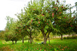 Apple trees orchard Apple trees orchard