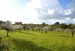 Photo: mandorli in fiore mandorli in fiore