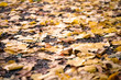 Herbst