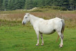 Foto: gower wild horse gower wild horse