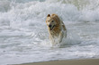hund im wasser