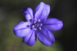 Photo: flor lila flor lila