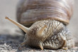 SCHNECKE