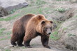 Braunbär