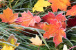 Frosty autumn leaves