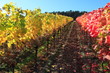 Foto: Indian summer, Weinberge, Weinlaub in Herbstverfärbung Indian summer, Weinberge, Weinlaub in Herbstverfärbung