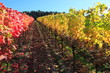 Indian summer, Weinberge, Weinlaub in Herbstverfärbung