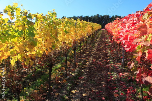 Foto: Indian summer, Weinberge, Weinlaub in Herbstverfärbung Indian summer, Weinberge, Weinlaub in Herbstverfärbung