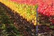 Indian summer, Weinberge, Weinlaub in Herbstverfärbung