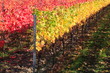 Foto: Indian summer, Weinberge, Weinlaub in Herbstverfärbung Indian summer, Weinberge, Weinlaub in Herbstverfärbung