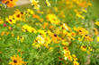 Beautiful fresh vibrant Autumn Fall wild flower scene